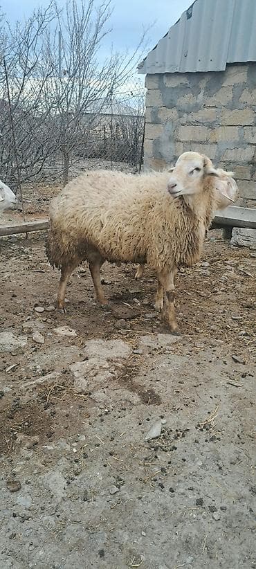 qoyun qoc: Heyvan göz qabağındadı mart ayı 1 yaşı olacağ şəkildə balaca düşür — 2