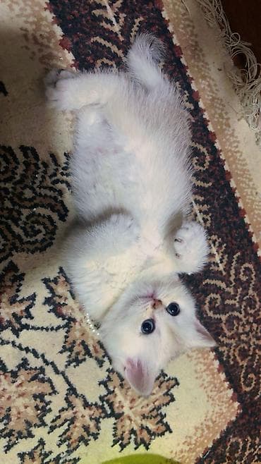 Digər heyvanlar: Şotland yastı qulaq — 7