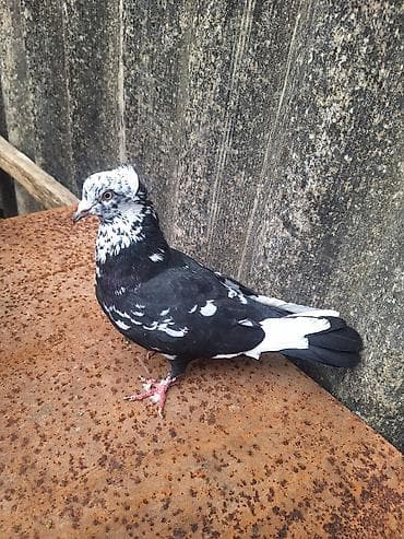 pişik satışı ucuz: Qızqın Erkəy Çil Kəkli 20 Manat — 1