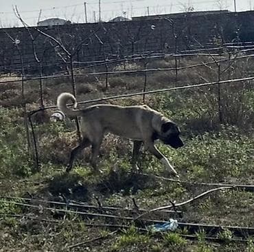 xaski itleri satisi: Kanqal, Peyvəndli — 3