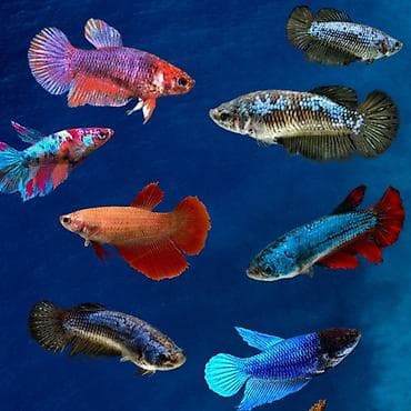 rəngli balıqlar: Betta (Petuşok balığı), Yırtıcı, Ödənişli çatdırılma, Rayonlara çatdırılma, Ünvandan götürmə — 4