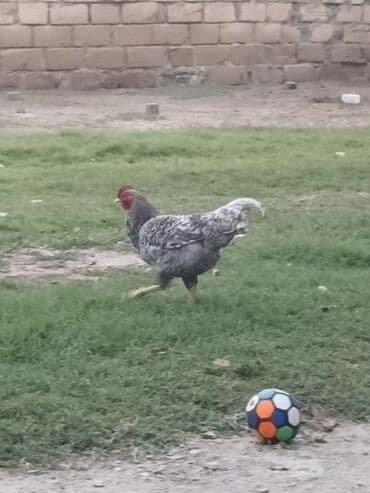 kekilli toyuq: Xoruz, il: 1, Ünvandan götürmə — 4