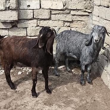 keci seki: Təmiz orginal hələblər satılır hələb balaynan olan 5 ci balasıdı — 2