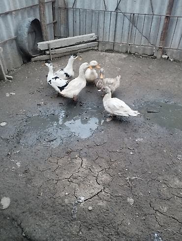Heyvanlar üçün mallar: 6 ədəd ördəklər satılır.biri lal ördekdi qalanları yerli.tək tək biri — 3