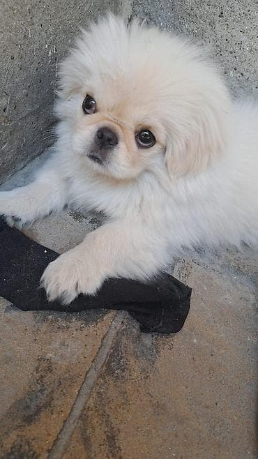 itlerin satisi: Pekines — 2