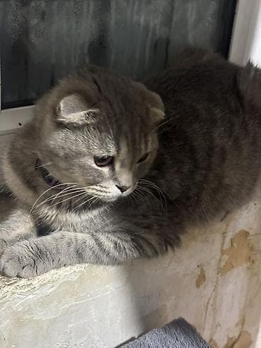 Şotland yastı qulaq, Dişi, Yaxşı əllərə, Ünvandan götürmə — 3