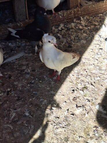 anqut quşu: 2 erkey 1 maya — 2