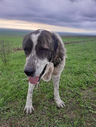 alabay itləri: Alabay — 7