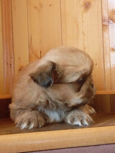 pekines itləri: Pekines — 4