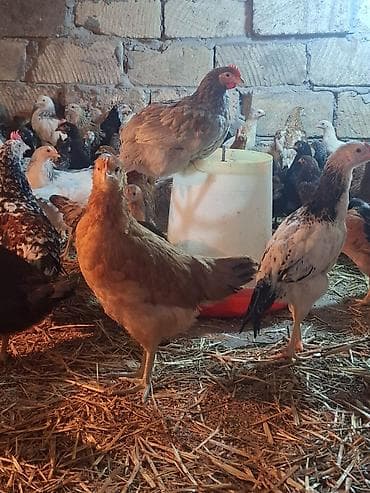 balaca it şəkilləri: Toyuq cücələri, Ətlik — 2