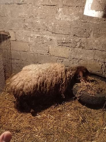 Inəklər, öküzlər: Məhsul: Qoyun Təsvir: - Qəhvəyi başlı, qalın və uzun yun örtüyünə — 2