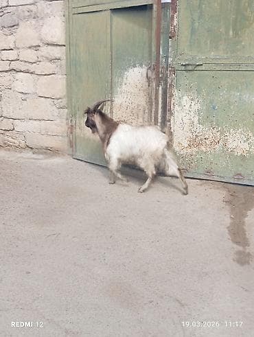 alabay sekilleri: Boz-qəhvəyi rəngli, uzun buynuzlu yerli keçi - Cins: yerli (mix) - — 6