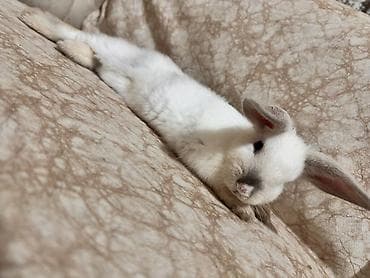 С/х животные и товары: Pulsuz verirem sahiblenmek yaxsi baxan birini isdeyirem boyumur qarlik — 1