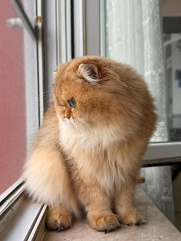 Pişiklər: Yaxşı əllərə — 4