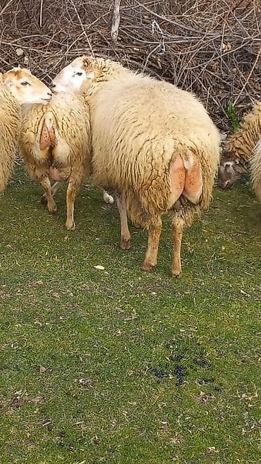 Erkək, il: 2, 75 kq, Ətlik, Damazlıq, Ünvandan götürmə