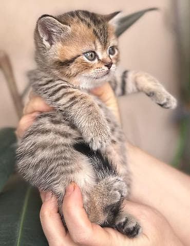 qara rəng: Şotland — 7