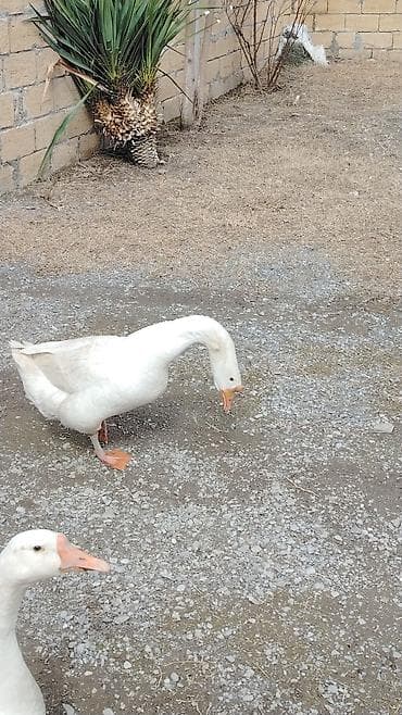 qedim samovar aliram: Məhsul: Qaz ve Balası . İRİ sortu.Bala 5.manat.Qaz isə fərəsi — 1