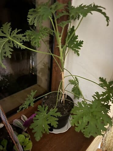 muellimler gunune aid sekiller: Her nov guler var endirimnen verecem Gencedi istiyen yazsin satiş — 47