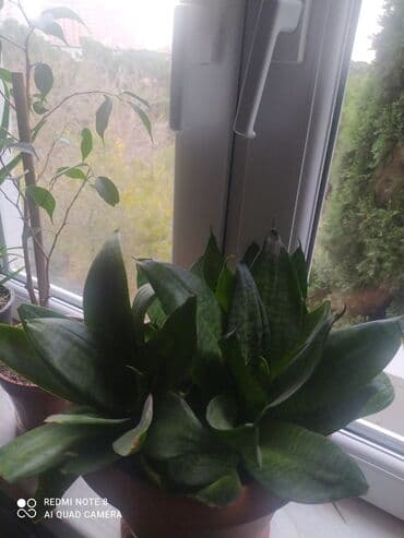 bonsai ağacı qiymeti: 20manat biri.obiri 22 manat.asagi yeri var — 3