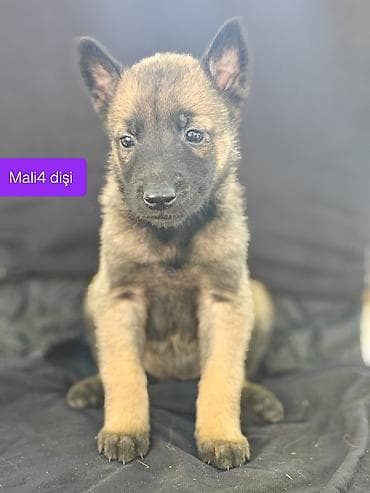 itler haski: Belçika çoban iti, 1 ay, Erkek — 4