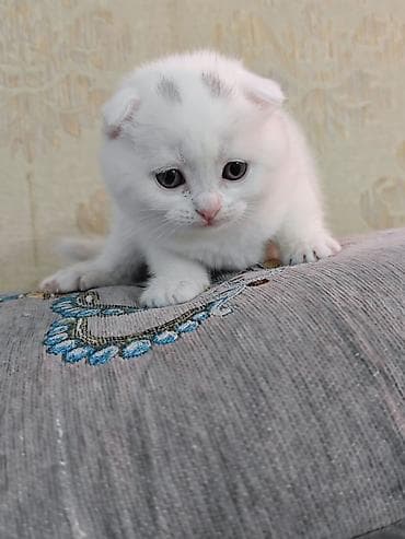 kanqal satilir: Erkək, Dişi — 6