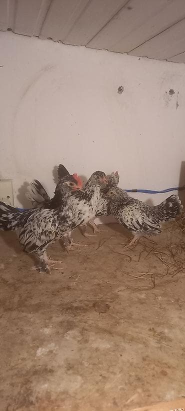 heyvan satisi tap az: Toyuq cücələri, Damazlıq — 9