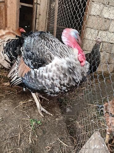 Pişiklər: Hind quşu hinduşka iri çəkili kəsilməyə ya artırmağa əladi sort — 1