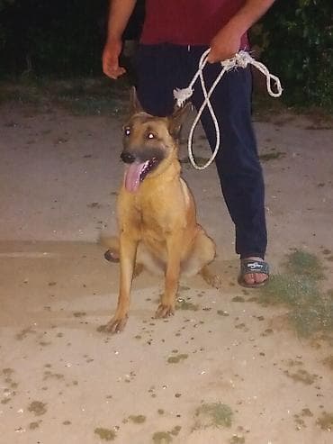 itler sekilleri: Belçika çoban iti, 2 il, Dişi — 1