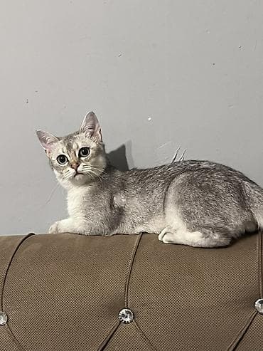 Животные: Шиншилла, Самец, В добрые руки — 3