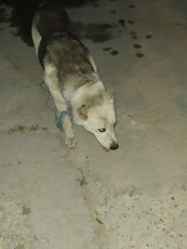 it satisi 2021: Alabay, 2 ay, Dişi — 6