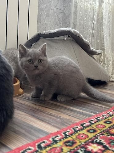 pisiy: Britan, Yaxşı əllərə — 2