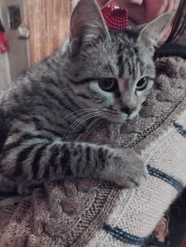 pers pişiy: Tabbi, Dişi, Yaxşı əllərə, Ünvandan götürmə — 3