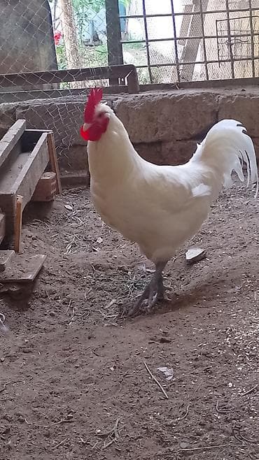 yarasa yuvasi: Ağ Afstralop.barter var 3 eded arginal 1ayliq lavanda zumrud okuzu — 8