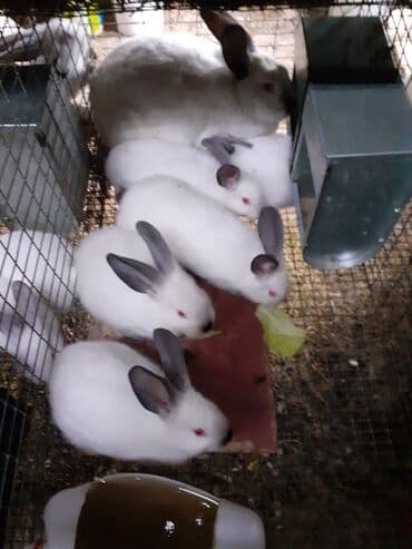 hindquşu balası: Salam aleykum təmiz qan Şəkildəki Kalfornya sort heyvanın balaları — 5