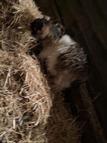 heleb kecisi: 1 erkey 1 dişi . Qiymet 1 denesine aiddi real aliciya cuzi endirim — 3