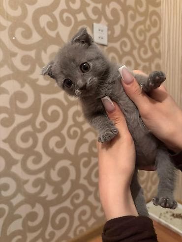 sfinks pişik: Şotland yastı qulaq — 1