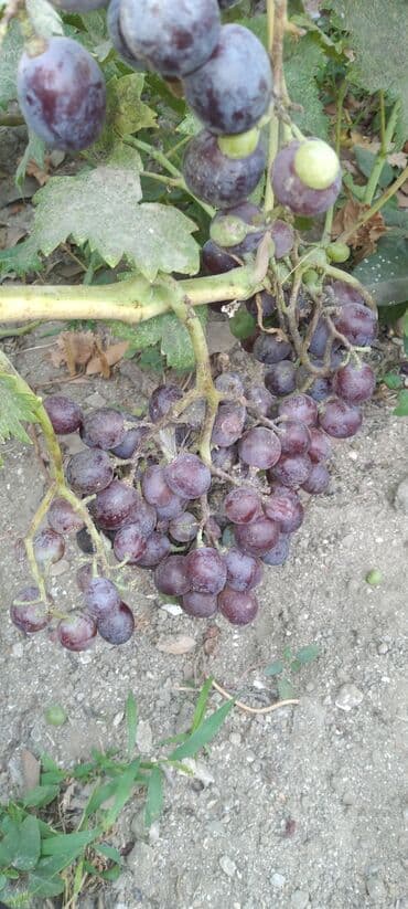 Daihatsu: Məhsul: Qırmızı üzüm (təzə budaqda) Təsvir:muskat izabella - at lalafo.az — 1 Daihatsu: Məhsul: Qırmızı üzüm (təzə budaqda) Təsvir:muskat izabella - — 1