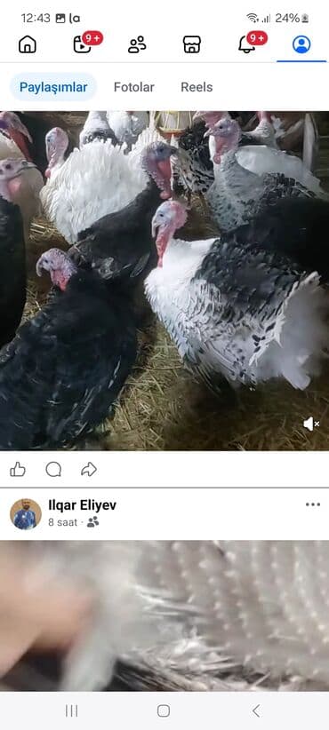 sort qoyunlar: Məhsul: Hinduşka (hind toyuğu) sürüsü – müxtəlif cins və rənglər — 5