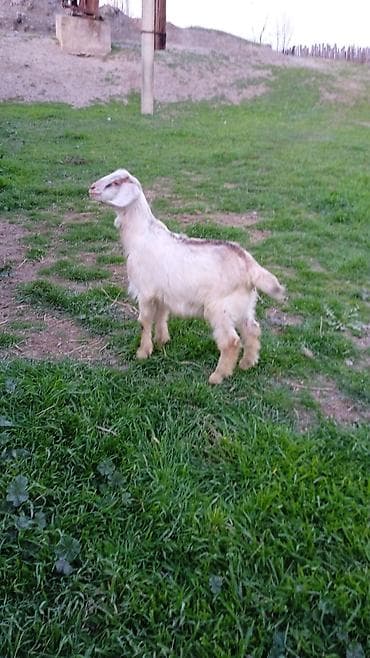 Camış: Salam heleb cebişleridir — 6