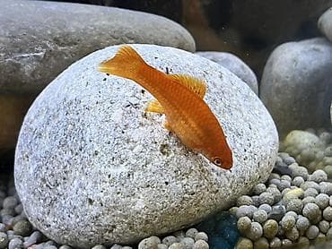 rottweiler satış: Sülhsevər, Ödənişli çatdırılma — 2