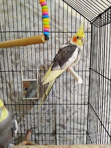 tutuquş: Salam. Qiymet cutune aiddi.1 cut papuqay satilir. Erkek ve disi. Tam — 8