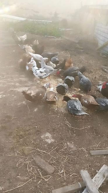 toyuq yemi: Qarışıq təsərrüfat quşları sürüsü - Növlər: toyuq və xoruzlar (fərqli — 2