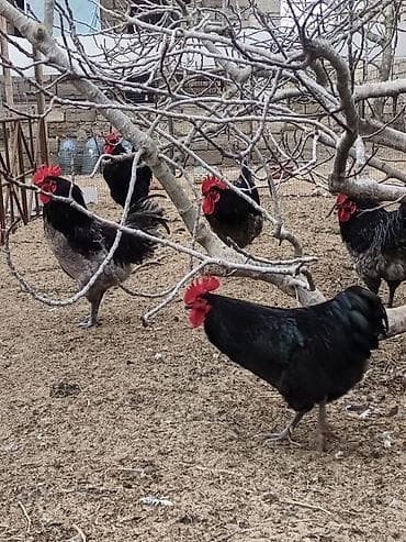 qartal ve xoruz: Məhsul: Safqan xoruzlar Təsvir:Təmiz qan Alman astralop cins — 9