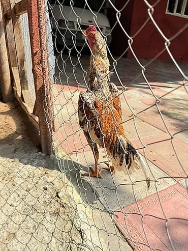 Məhsul: Xaça bənzər rəng çalarlarında erkək toyuq (xoruz)heyratı