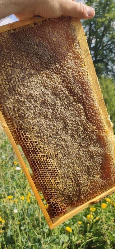 продается мед: ELF BEE'S 1977 ECO-PRODUCT FOR HEALTH AND LONGEVITY Tovuzun — 8