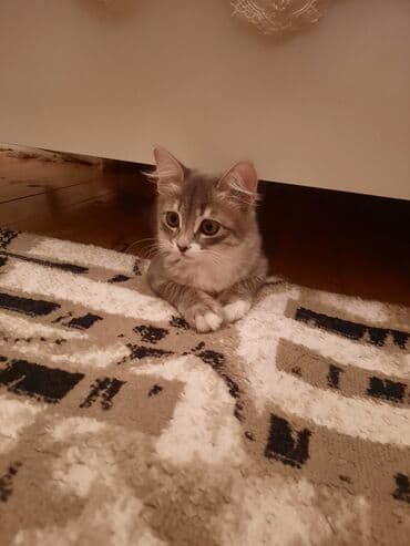 где можно купить котенка: Yaxşı əllərə, Ünvandan götürmə — 2