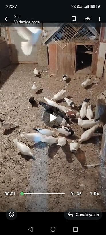 gərəf quşu: Tergitme quşlardi 35 olar sağlam 5 6 ucanlar var içinde hansı 250 azn — 6