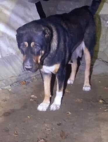 avcarka balası: Qurdbasar, Dişi — 1