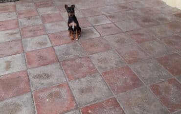 Akvariumlar: 3 ay, Erkek — 5