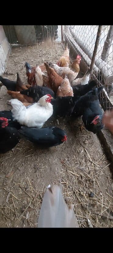 inək öd daşı: Toyuq, Damazlıq, Ödənişli çatdırılma — 8